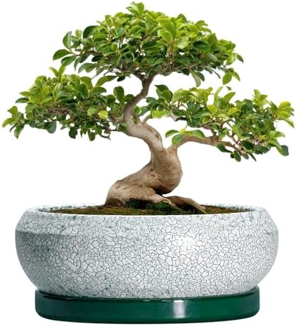 Bonsai Pots 13 Inch - Shallow Ceramic Planter with Drainage Hole and Saucer, Round Succulent Pots for Indoor Outdoor, Large Succulent Planter, Apartment Decor, Gardening Gifts, Green by EPFamily
