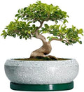 Bonsai Pots 13 Inch - Shallow Ceramic Planter with Drainage Hole and Saucer, Round Succulent Pots for Indoor Outdoor, Large Succulent Planter, Apartment Decor, Gardening Gifts, Green by EPFamily