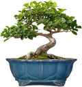 Bonsai Tree Pot - 11 Inch Ceramic Succulent Pots, Bonsai Planter for Indoor Outdoor, Decorative Plant Pot with Drainage Hole, Oval Flower Pot, Home Garden Decor, Garden Gifts, Retro Blue by Teagas
