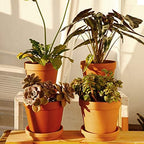 Yishang Large Terra Cotta Pots with Saucer- 4-Pack Large 6.3'' Orchid pots with Holes,Clay Ceramic Flower Pot Planters with Tray for Indoor, Outdoor Plant, Succulent Display - Image 5