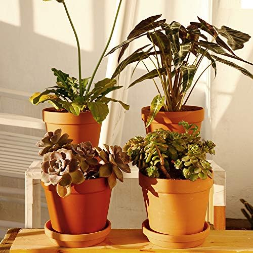 Yishang Large Terra Cotta Pots with Saucer- 4-Pack Large 6.3'' Orchid pots with Holes,Clay Ceramic Flower Pot Planters with Tray for Indoor, Outdoor Plant, Succulent Display - Image 5
