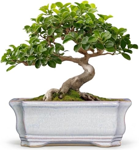 Ceramic Bonsai Planter - 11.6 Inch Bonsai Tree Pots for Succulent Plants, Succulent Planters with Drainage Hole, Shallow Decorative Planter, House Decor, House Warming Gifts, Rectangular Grey by Teagas