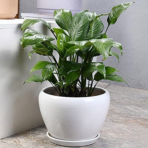 White Ceramic Plant Pots with Drainage and Saucers, Round Modern Indoor Flower Pots Set for Cactus, Succulents, Herbs, for Home, Office, Balcony (24cm*19cm) - Image 3