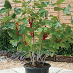 Gardenera Premium Currant Plant Potting Soil Mix - Optimal Nutrient-Rich Blend for Thriving and Juicy Currants - 5 Quart - Image 2