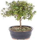 Brussel's Bonsai - Medium Satsuki Azalea Live Bonsai Tree by BrusselsBonsai
