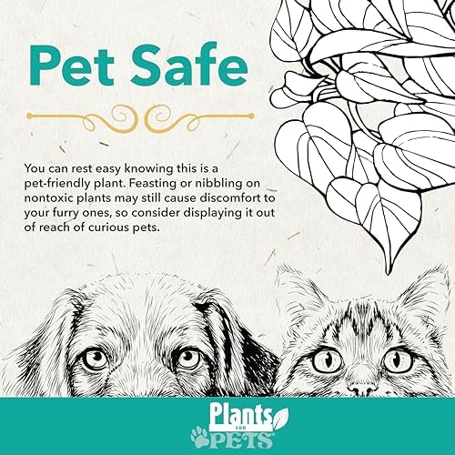 Live Air Plants with Decorative Black & White Air Plant Holder Duo (2-pack), Easy Plant Gift, Non-Toxic & Pet Friendly Plants, Air Plants Live Plants in Small Plant Pots, Home Decor by Plants for Pets - Image 4