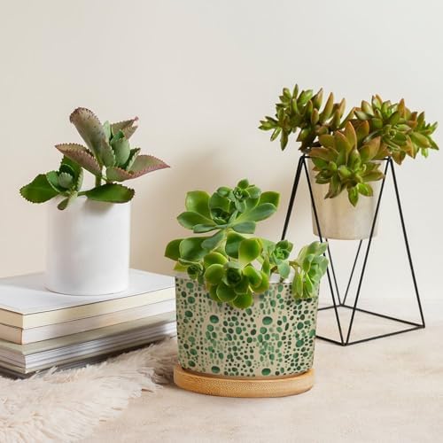Green Planters Ceramic Animal Green Print Round Flower Pots with Drainage Holes and Bamboo Tray Pot for Home Office Desk Garden - Image 4