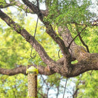 8 Pack 24 Inch Large Tree Branch Hooks Long S Hooks for Hanging Plants, Bird Feeder Hook for Tree, Metal Garden Hooks for Hanging Baskets, Plants, Lanterns Outdoor and Indoor Uses (Black) - Image 4