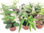Mini Terrarium Plants (6 Plants) (2" Pots) Fairy Garden Plants Assorted Varieties - Image 4