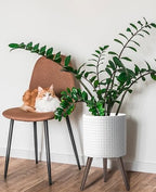 D'vine Dev Planter Pot with Wood Stand, 12 in, Matte White, 88-Z-C-1 - Image 5