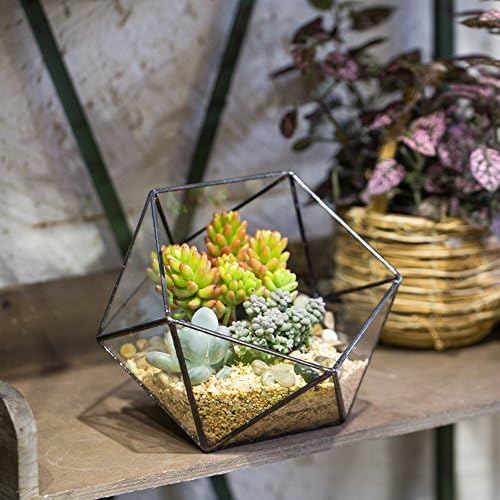 NCYP Opened Geometric Glass Terrarium, 6.69" Bowl Shape Planter for Succulent Plant Cacti, Indoor Balcony Irregular Decor, Garden Miniature Pot, Tabletop Centerpiece (No Plants) - Image 3