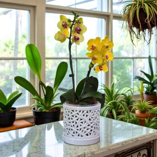 Large Ceramic Orchid Pot with Holes, 6 Inches Wide, for Indoors or Outdoors with Woven String Cut Out Design, Orchid Planters, Orchid Gifts (String Cut Out Design) - Image 5