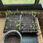 3-Pack Seed Starter Trays with 5" Tall Humidity Domes & 54-Cell Deep Trays - Image 6