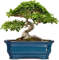 Bonsai Tree Pot - 13.7 Inch Large Ceramic Succulent Planter for Indoor Outdoor, Rectangle Plant Pot with Drainage Hole, Decorative Flower Pots, Home Decor, Gifts for Plant Lovers, Retro Blue by Teagas