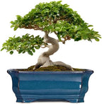 Bonsai Tree Pot - 13.7 Inch Large Ceramic Succulent Planter for Indoor Outdoor, Rectangle Plant Pot with Drainage Hole, Decorative Flower Pots, Home Decor, Gifts for Plant Lovers, Retro Blue by Teagas