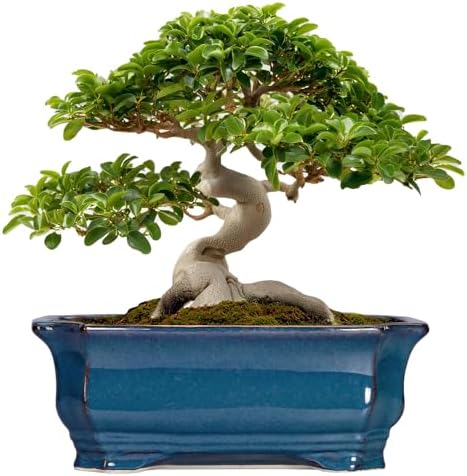 Bonsai Tree Pot - 13.7 Inch Large Ceramic Succulent Planter for Indoor Outdoor, Rectangle Plant Pot with Drainage Hole, Decorative Flower Pots, Home Decor, Gifts for Plant Lovers, Retro Blue by Teagas
