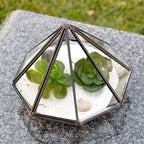 WGV Geometric Planter Terrarium Bulk, Width 5.3" Height 6" Clear Glass Black Frame DIY Succulent air Plant Miniature Fairy Garden Windowsill Tabletop Decor, Diamond 12 Pieces - Image 3