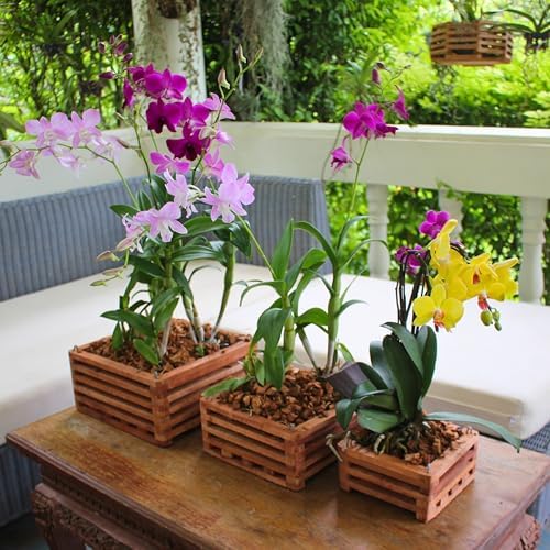 Set of 3 Strong Wooden Orchid Baskets with Hangers, Vanda Baskets for Outside - Image 6