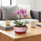 Ceramic Succulent Planter, 8 Inch Bonsai Pots with Tray, Texture Red - Image 5