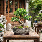 13 Inch Ceramic Bonsai Tree Pot with Saucer, White Leopard - Image 7