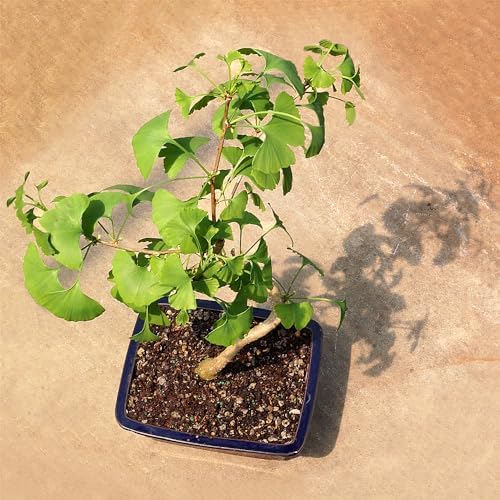 Brussel's Bonsai - Medium Live Bonsai Tree - Image 5