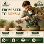 Bonsai Tree Starter Kit for Beginners – Complete Indoor Growing Kit with 5 Unique Japanese Bonsai Tree Seeds Pots & Gardening Tools DIY Gift for Adults - Image 6