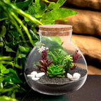 Alasum Glass Terrarium Bottle with Cork Lid Round DIY Empty Bottle for Micro Landscape Creations Plant Terrarium Moss Crafts Home Decor Accent 6.29 X 5.90 X 5.90 in - Image 6