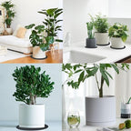 Yukfona Ceramic Plant Saucer Tray 2 Pcs 8 Inch White, 8.5"OD x8.15"ID x1"Deep Fits flower pots Bottom≤ 8.2", Heavy Duty Glazed Round Planter Drip with Catch Basin for Indoor Outdoor Plants(8.5" White) - Image 6