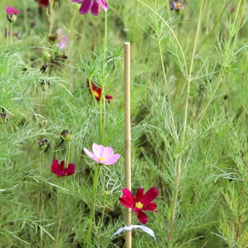 Natural Bamboo Plant Stake（3FT 50Pcs） Sturdy Bamboo Poles, Durable Plant Bamboo Stake, Garden Climbing Plant Bracket. - Image 2