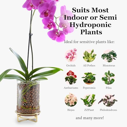 Pot & Pebble C9 Glass Propagation Station, Metal Base - LECA Orchid Vase - Image 5