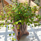 Decorative Cement Flower Pots with Natural Tree Root Aesthetic for Bonsais and Enthusiasts Indoor Outdoor Use Cement Planter - Image 4