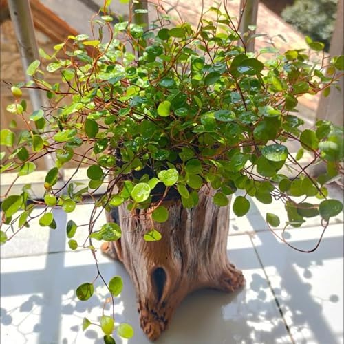 Decorative Cement Flower Pots with Natural Tree Root Aesthetic for Bonsais and Enthusiasts Indoor Outdoor Use Cement Planter - Image 4