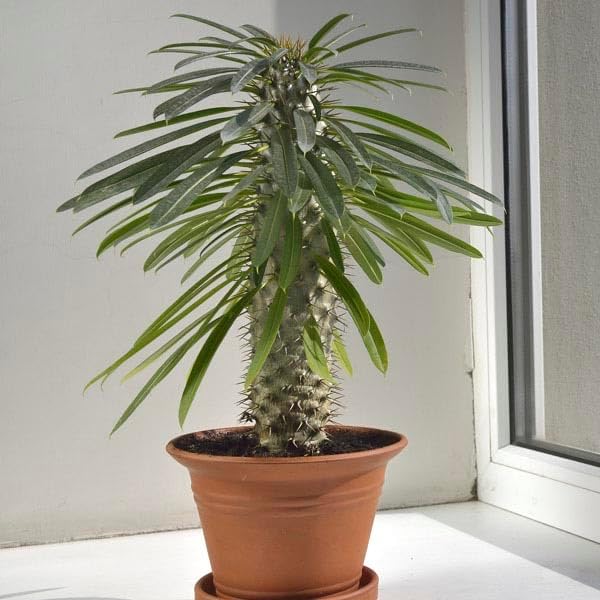 GARDENERA Madagascar Palm Plant Potting Soil - Experience Unique Form and Vibrant Growth with Professional Grade Mix - 10 Quart - Image 4