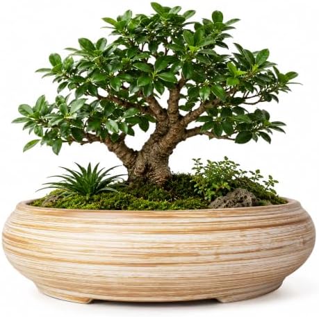 Succulent Pots, 11.5 Inch Large Plant Pots with Drainage, Bonsai Pots - Image 2