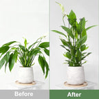 Coomin 32in Monstera Plant Support Trellis for Indoor Plants, 4P - Image 4