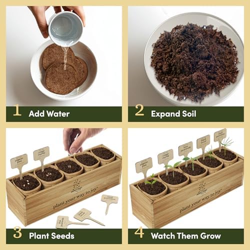 Bonsai Tree Starter Kit - Indoor Live House Plants - 5 Bonsai Tree - Image 6