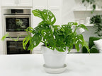 GARDENERA Swiss Cheese Plant Soil Blend - 20QT - Enhance Root Development and Retain Moisture for Monstera Deliciosa - (4 Bags of 5 Quart) - Image 5