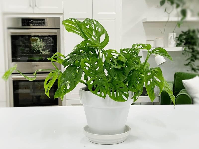 Gardenera Premium Swiss Cheese Plant Potting Mix - Monstera Deliciosa Blend for Optimal Nutrients and Drainage for Healthy Growth - 5 Quart - Image 5