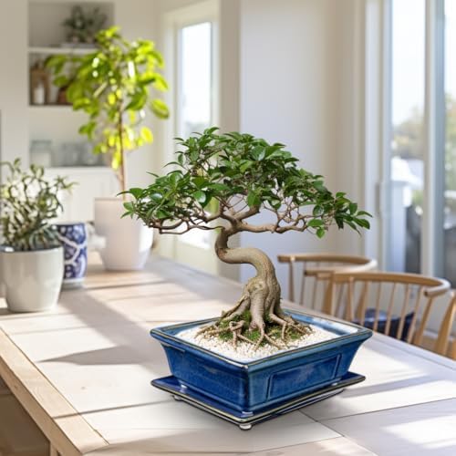 Villa Como Set of 2 Bonsai Pots with Drainage Tray, 7.5" Bonsai Planters - Image 5