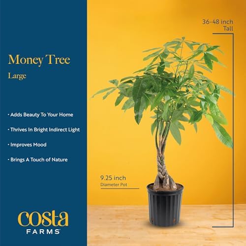 Costa Farms Money Tree Live Indoor Plant, Pet Friendly, 3-4 Ft. Tall - Image 4