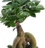 Arcadia Garden Products LV59 Ginseng Ficus Bonsai Live Indoor Plant in Carolina Square Ceramic Planter for Home, Work, or Gift, Brown *Cannot Ship to California* - Image 3