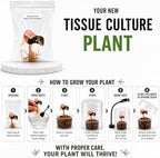 Rare Alocasia Polly Mint Variegated Tissue Culture Starter Plant, Live Plants for houseplant Collectors, Indoor Plants to Grow - Image 4