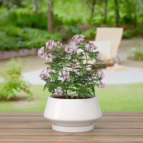 10 Inch White Ceramic Planter with Drainage Hole and Saucer - Image 5