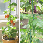 Garden Stakes 57 Inch, Approx 5ft Plastic Coated Steel Plant Stakes Specifically Designed for Climbing Plants, Ideal for Tomatoes, Beans, Cucumbers, Peppers, Vines, and More Plant Growth - Image 7