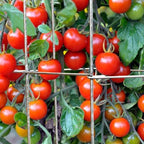 2 Pack 12x39 Inch Galvanized Folding Square Tomato Cages - Image 5