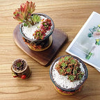 5.5 Inch Succulent Pot Handmade Flower Design Round Ceramic Antique Plant Pot Cactus Pot Planter with Drainge and Saucer Set of 2 - Image 5