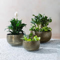 FAB HAB Sow Antique Brass Bowl Metal Planters – Set of 3 (Small, Medium, Large), Handmade Aluminum Pots for Indoor & Covered Outdoor Spaces, Lightweight Decorative Planters by FabHabitat