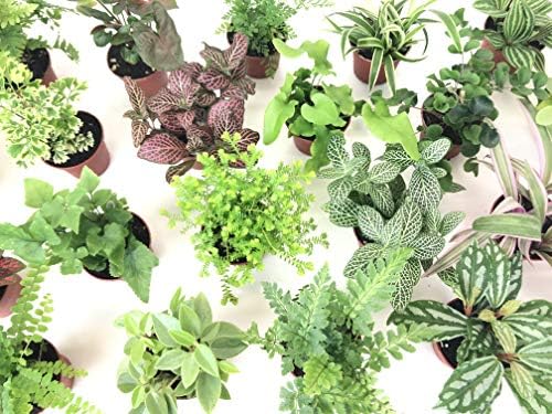Mini Terrarium Plants (6 Plants) (2" Pots) Fairy Garden Plants Assorted Varieties by Optiflora