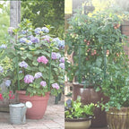 12 Pack 24 inch Plant Support Stakes, Half-Round Metal Garden Flower Stakes, Large Peony Support Ring and Cage for Indoor and Outdoor Plants, Hydrangea, Tomato, Rose, Monstera with Plant Ties - Image 6