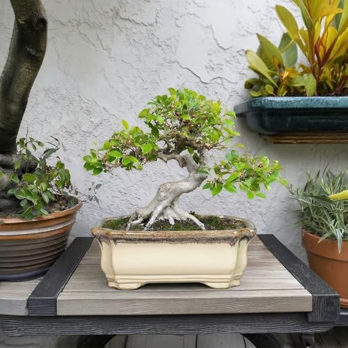 11.6 Inch Succulent Pots - Ceramic Bonsai Tree Pots with Drainage Hole, Succulent Planters for Indoor Plants Outdoor, Bonsai Planter, Garden Decor, House Warming Gifts, Rectangular Beige-Brown - Image 3